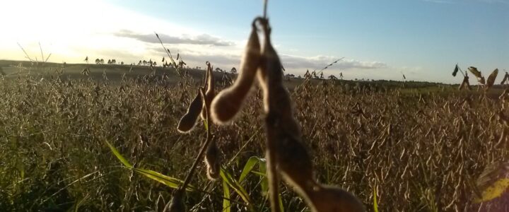 Porque a soja bate os rivais no biodiesel.