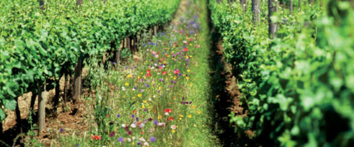 Seria a produção orgânica melhor que a convencional?