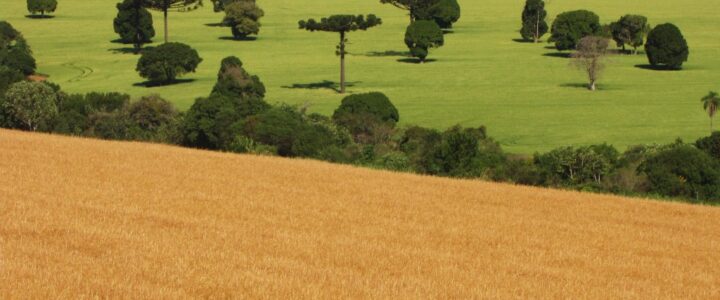 Entenda a formação do preço de terras no Brasil – parâmetros de influência e referências
