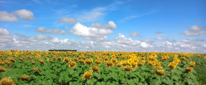 Conheça a flor que possui capítulo e produz óleo de alta qualidade