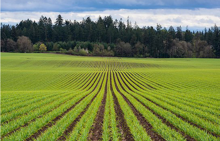 Qual a diferença entre Agronomia e Engenharia Agrícola?